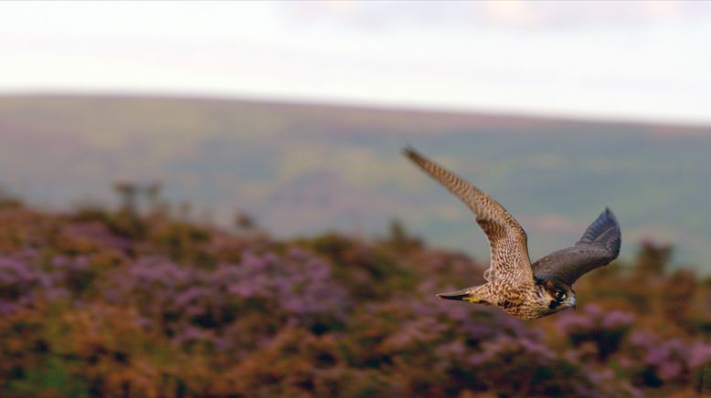 Wales - Der Wilde Westen Großbritanniens