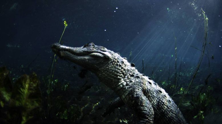 Krokodil vs. Alligator