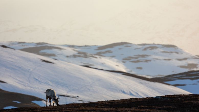 Unglaubliche Tierwanderungen