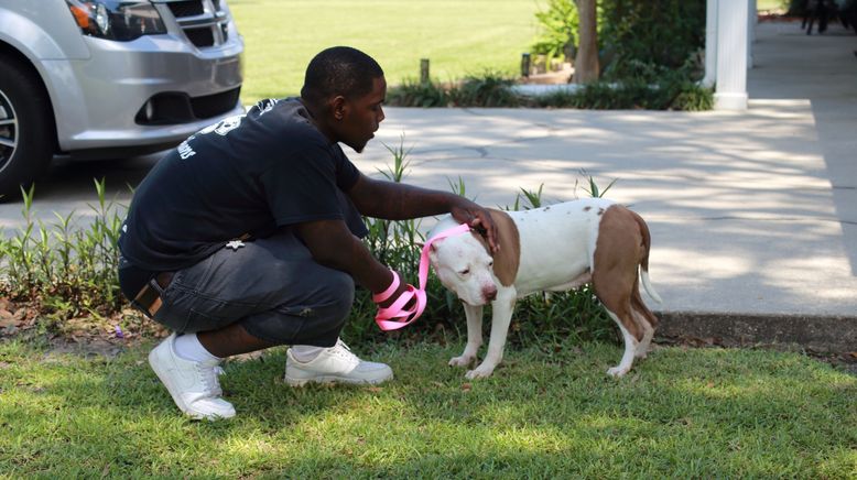 Pitbulls auf Bewährung