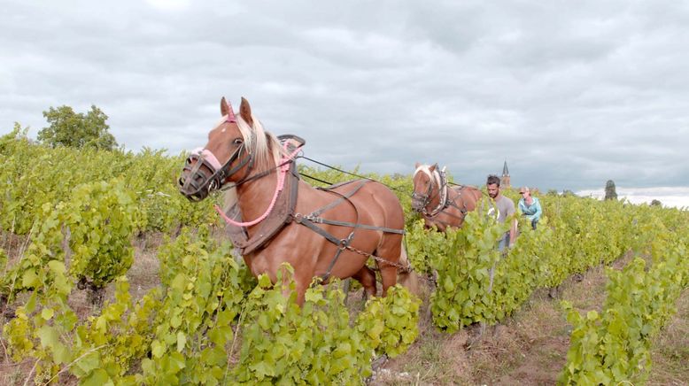 Frankreichs Winzer: Tradition trifft Passion