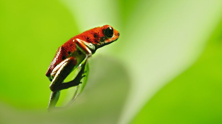 Die Farben der Tierwelt