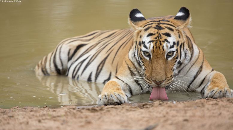 Das verborgene Reich des Sibirischen Tigers