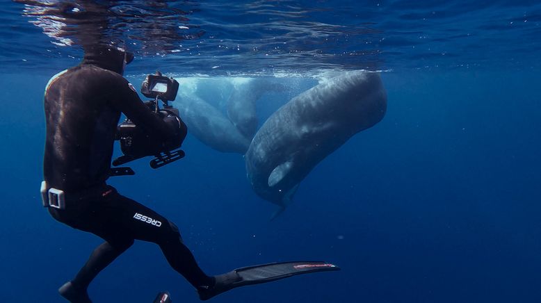 Wale - mit Steve Backshall