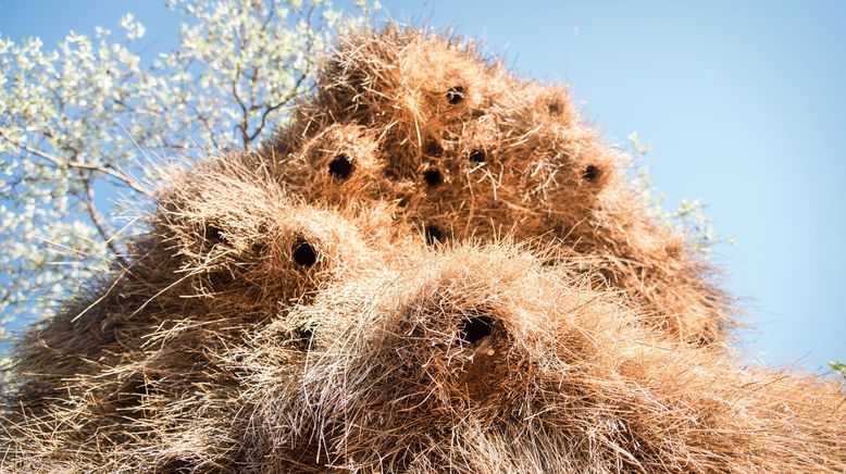 Tierische Wohngemeinschaften