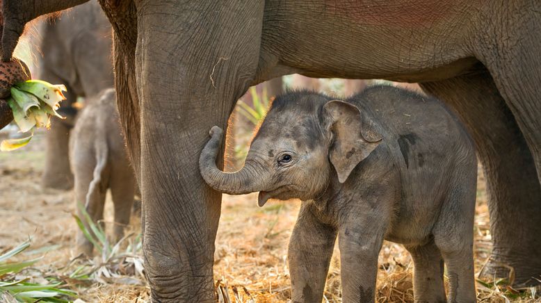 Baby-Tiere