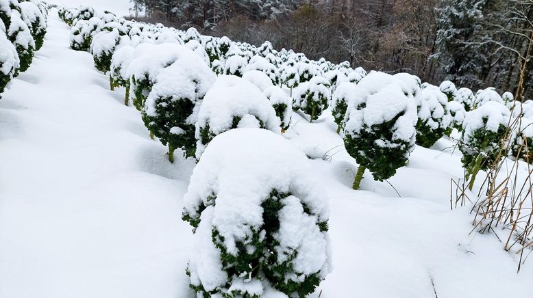 Frost, Schnee und knackiges Gemüse