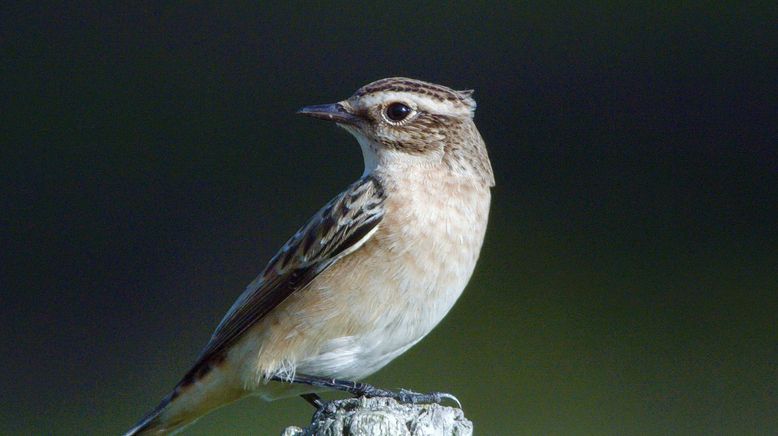 Lungau - Wildnis im Herzen der Tauern