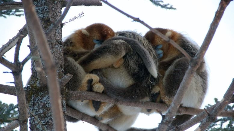 Tierischer Winterzauber