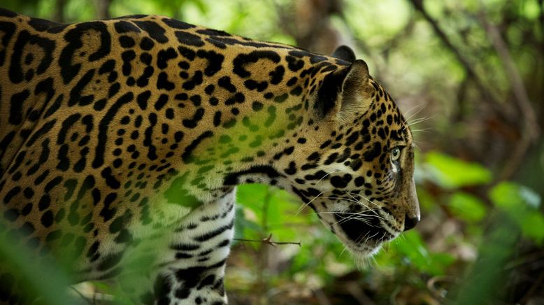 Costa Rica - Das pralle Leben