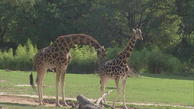 Giraffe, Erdmännchen & Co.