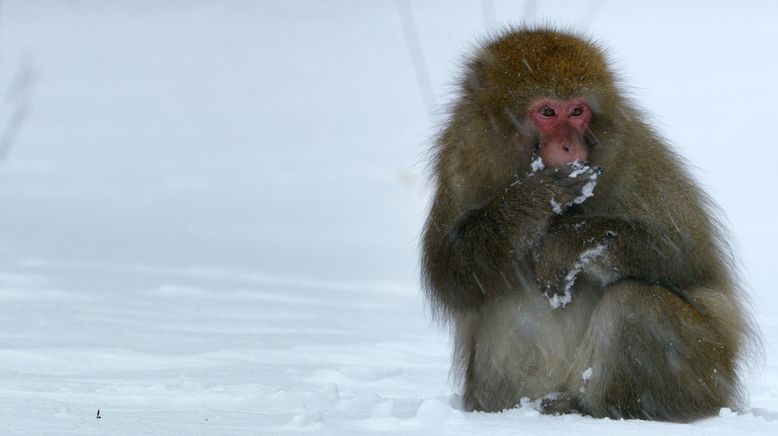 Den frosne planet II (6:6) Vores frosne planet