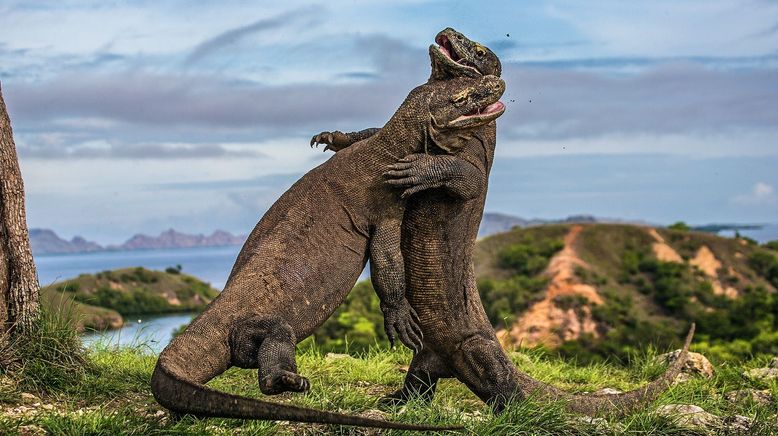 Die Wasserwelt von Komodo