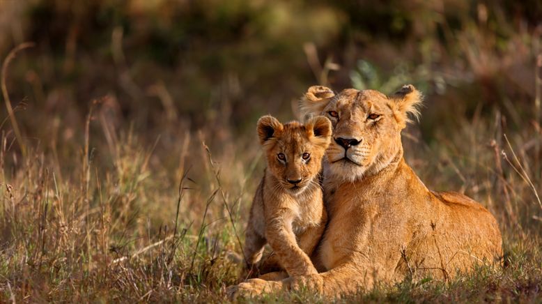 Animal Super Parents - Tierische Familienbande