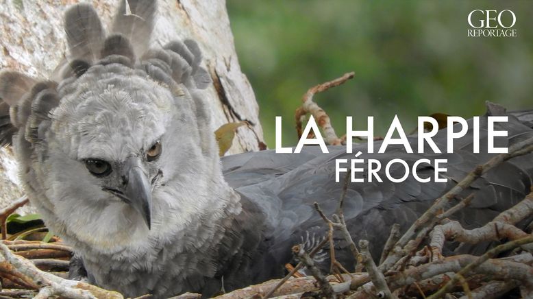 Harpyien, die größten Greifvögel des Regenwaldes