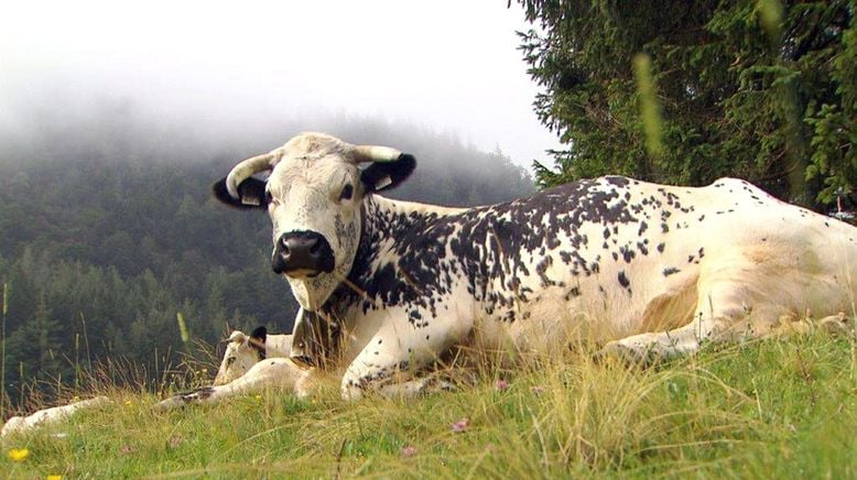 Die neuen Alten - Rettung gefährdeter Haustierrassen