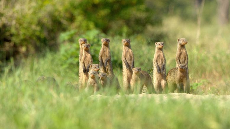 Serengeti - Wilde Geschichten aus der Savanne