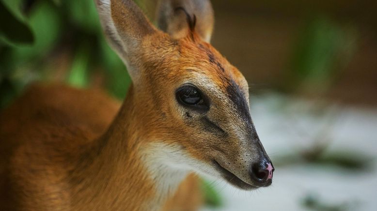 Malawi Wildlife-Rescue