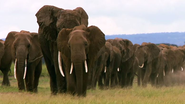 Die großen Wanderungen der Tiere