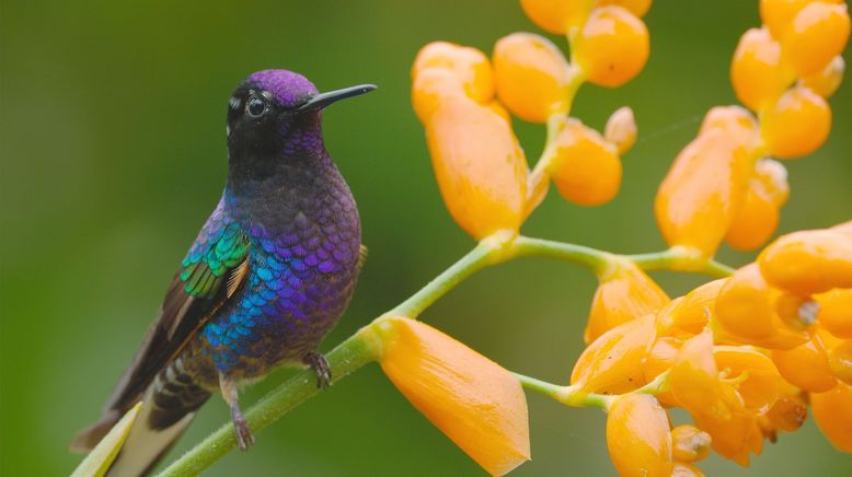 Ecuador, Hotspot der Artenvielfalt