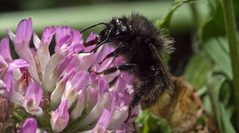 Hummeln - Bienen im Pelz