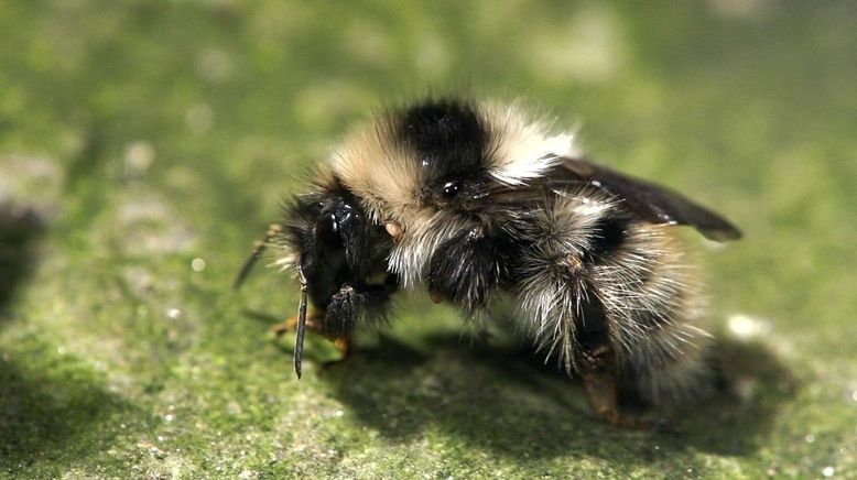 Hummeln - Bienen im Pelz