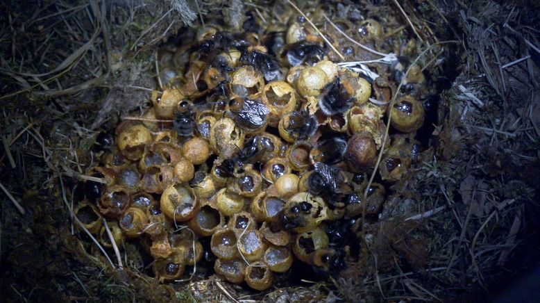 Hummeln - Bienen im Pelz