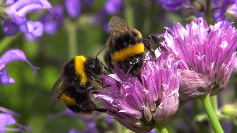 Hummeln - Bienen im Pelz