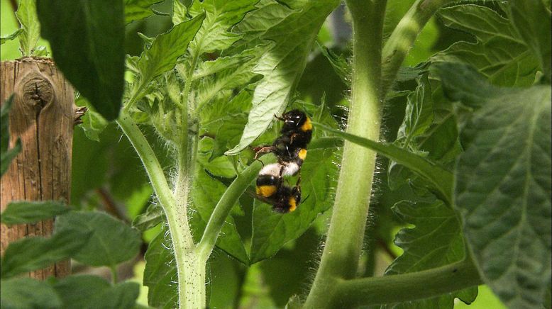 Hummeln - Bienen im Pelz