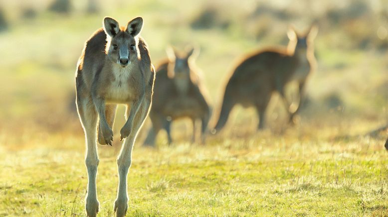 Sieben Kontinente - Ein Planet: Australien