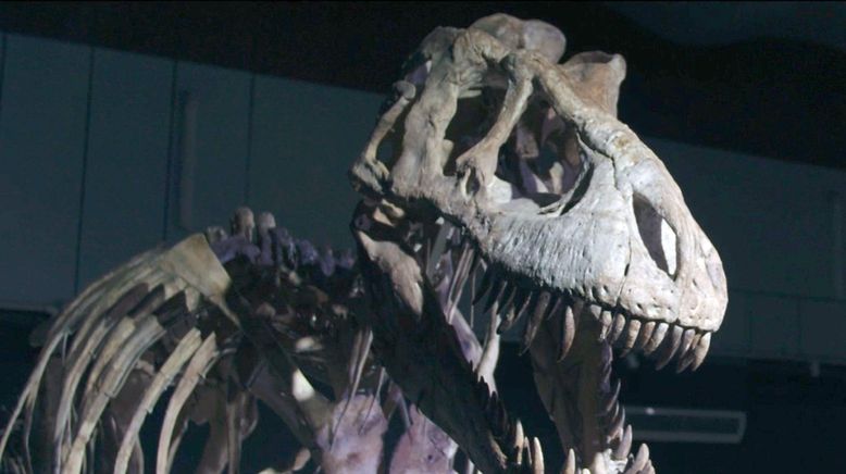 Bones - Auf der Jagd nach Dino-Fossilien
