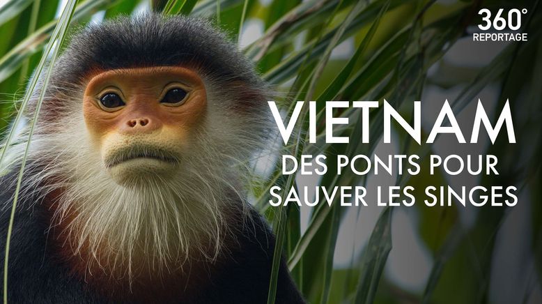 Vietnam - Brücken bauen für bedrohte Affen