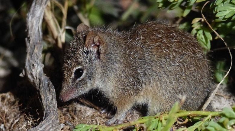 Mini-Monster - Australiens flauschige Räuber