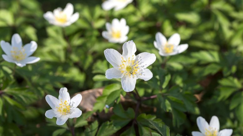 Schnittgut. Alles aus dem Garten