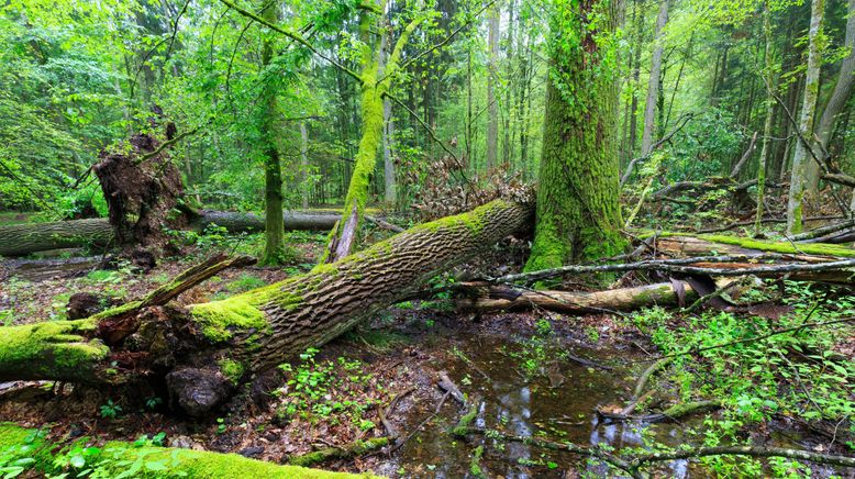 Oak Island - Fluch und Legende