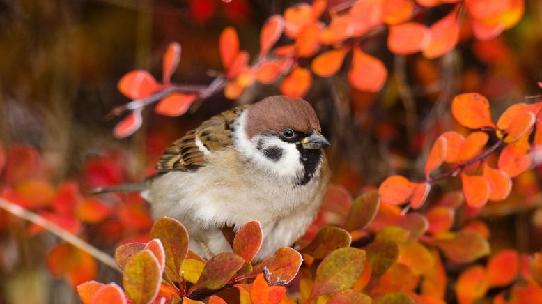 Gefiederte Nachbarn - Unsere Gartenvögel