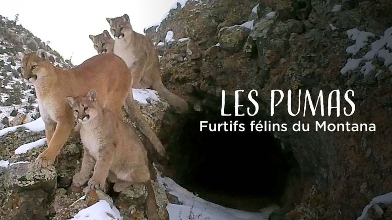 Pumas - Wild im Westen der USA