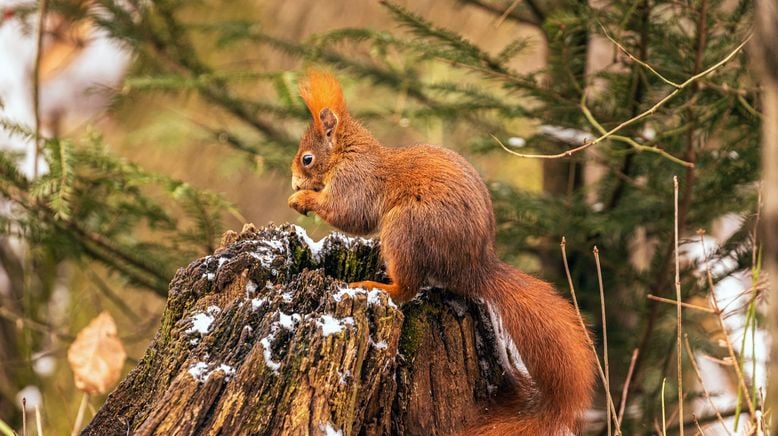 Unsere Wälder