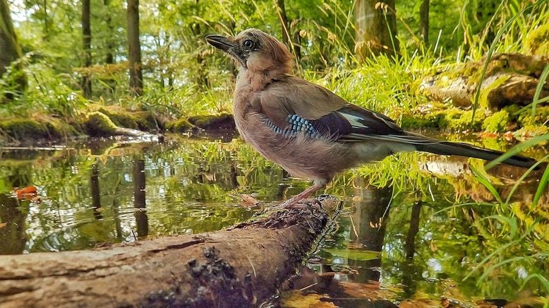 Unsere Wälder