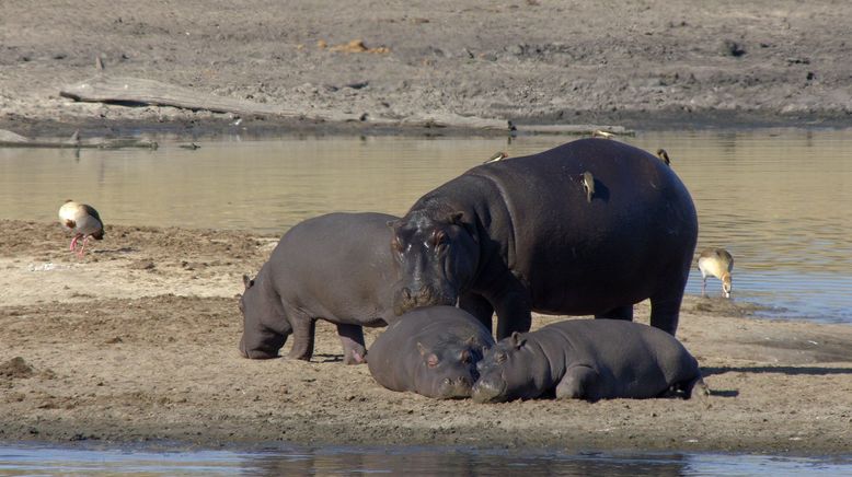 Wasserwelt Afrika