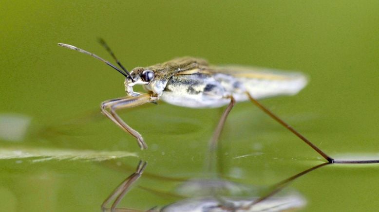 Europas verborgene Naturwunder