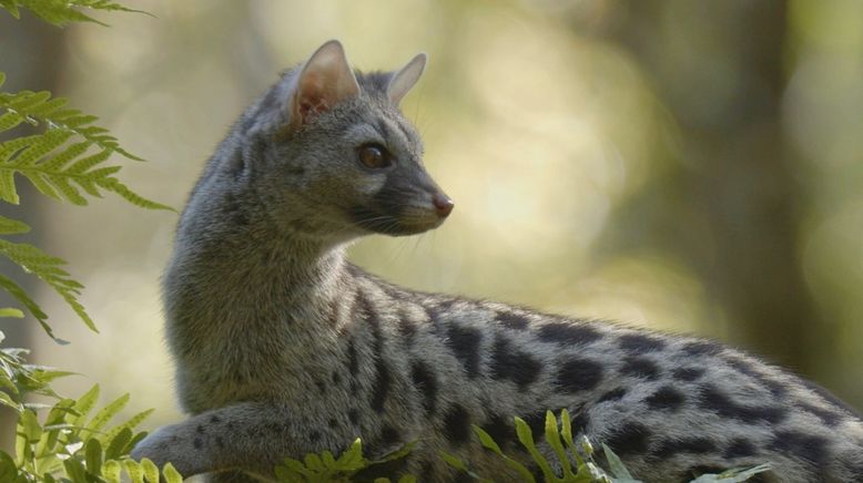 Europas verborgene Naturwunder