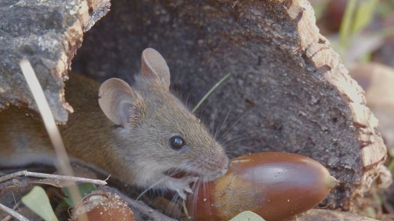 Europas verborgene Naturwunder