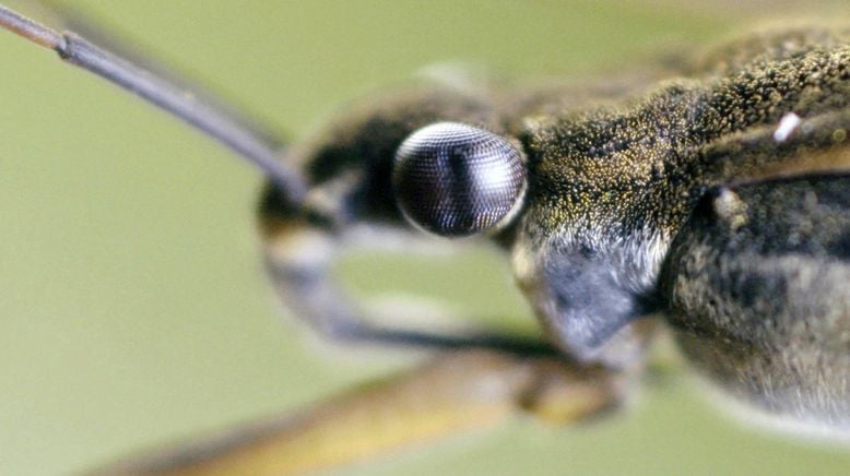 Europas verborgene Naturwunder