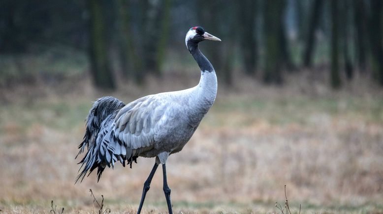 Tiere ohne Grenzen