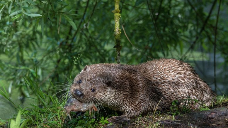 Tiere ohne Grenzen