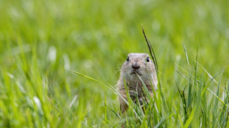 Tiere ohne Grenzen