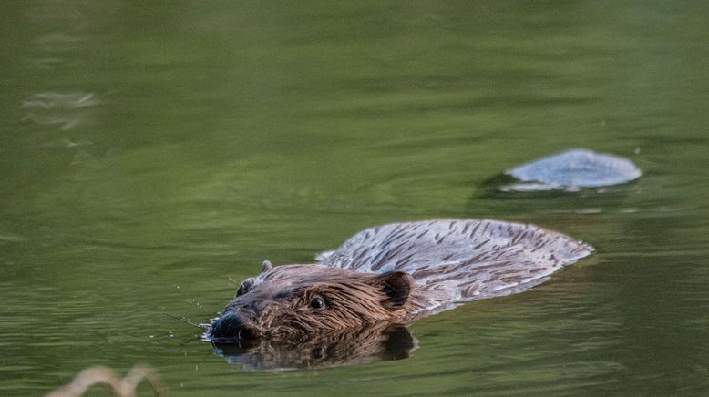 Tiere ohne Grenzen