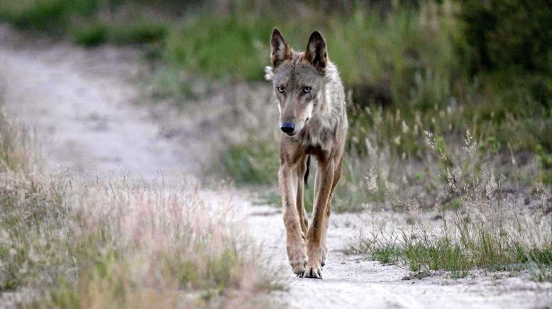 Tiere ohne Grenzen