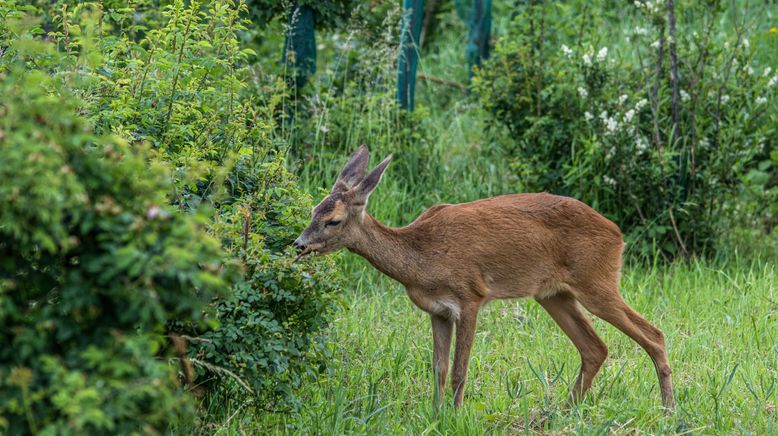 Tiere ohne Grenzen